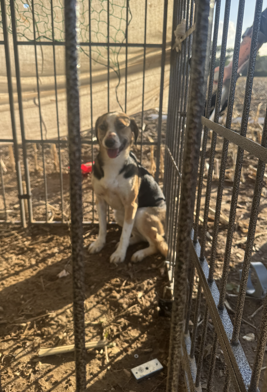 A dog safely secured in a humane trap during a lost dog search